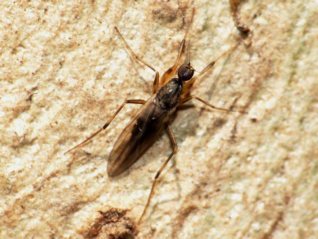 Tachydromia sp.? (Hybotidae)